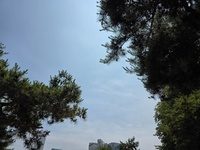 선릉 숲의 나무와 하늘