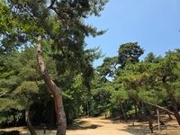 햇빛이 비치는 선릉의 울창한 숲길과 나무