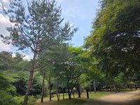 햇빛이 비치는 선릉 숲길과 울창한 나무