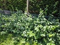 햇빛을 받은 한신인터밸리24빌딩 앞 초록 정원