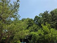 모모법률사무소 인근 선릉에서 직접 촬영한 나무와 숲 풍경 사진